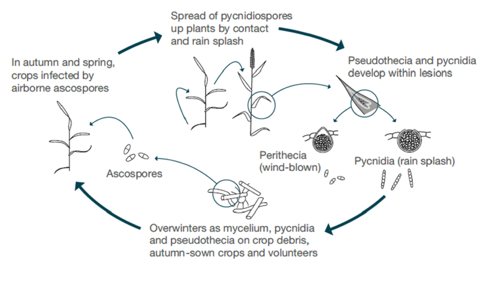 Septoria tritici life cycle (cereal disease)